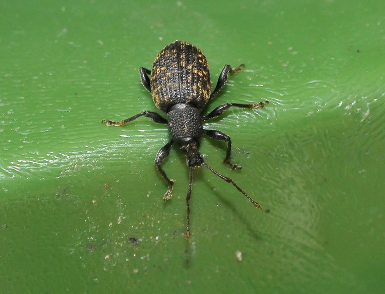 Curculionidae inglese - Otiorhynchus sulcatus